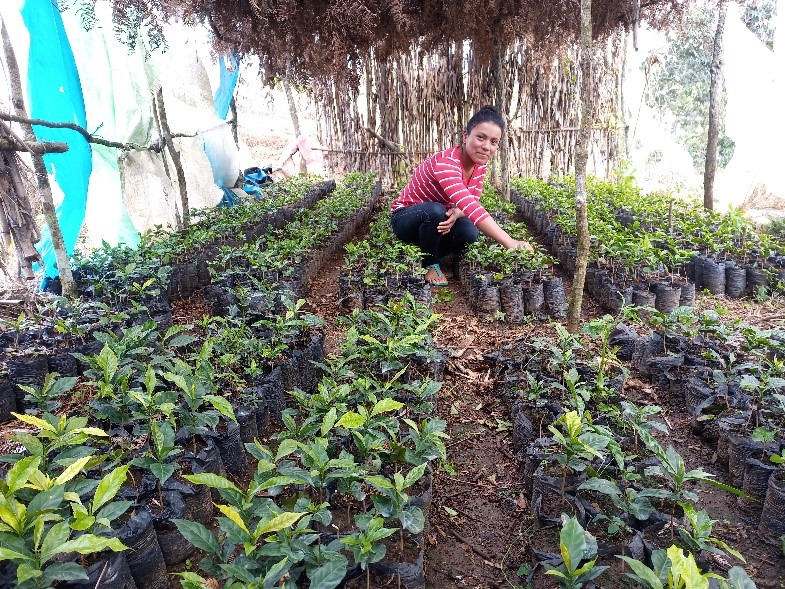 Nursery for coffee seedlings