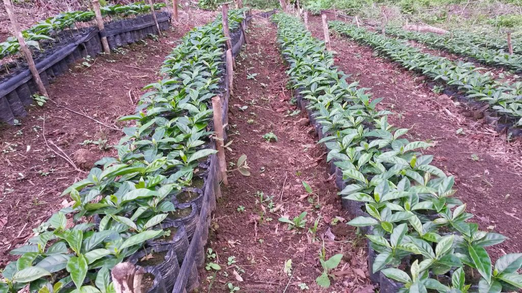 coffee plants in the nursery
